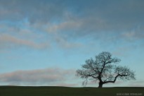 oak, ashton court, bristol